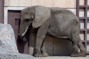 "Ely, la elefanta más triste del mundo, recibe amparo tras batalla legal"