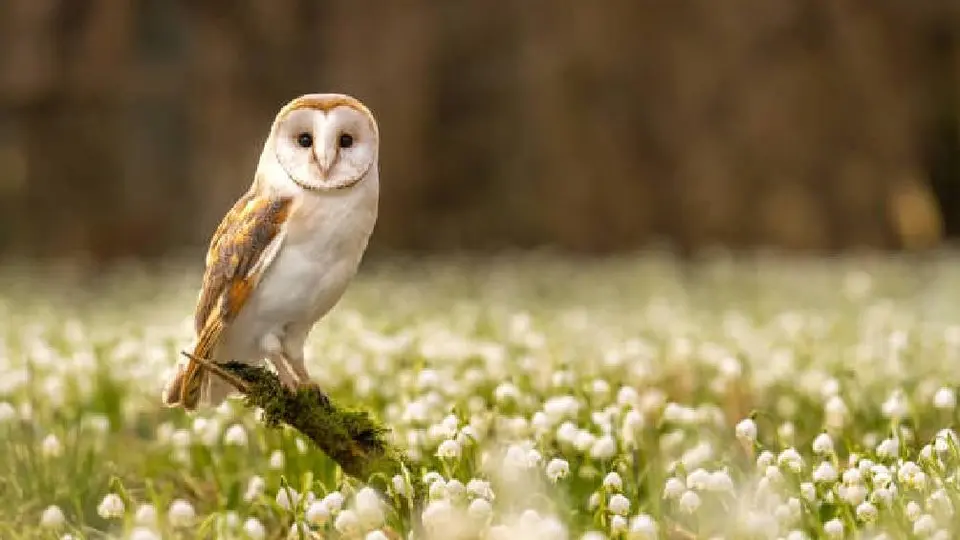 EE.UU planea sacrificar miles de búhos para salvar a otra especie