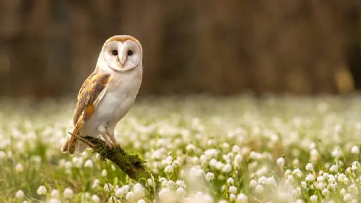 EE.UU planea sacrificar miles de búhos para salvar a otra especie