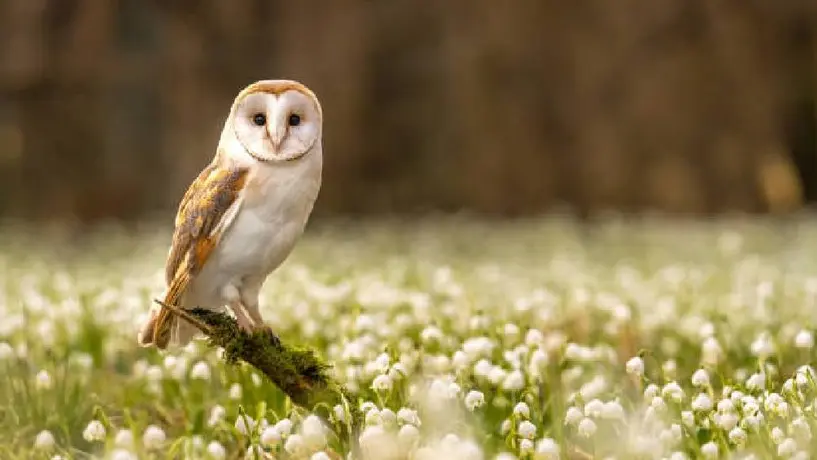 EE.UU planea sacrificar miles de búhos para salvar a otra especie