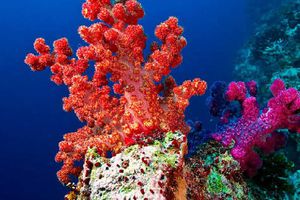 Millones de corales mueren  por ola de calor en Baja California Sur