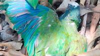 Profepa confirma la muerte de 29 loros de cola blanca por calor en Tamaulipas