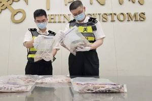 VIDEO: Detienen a hombre que intentaba traficar con más de 100 serpientes dentro de su pantalón