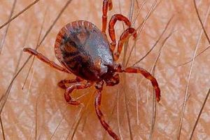 ¿Qué es la enfermedad rickettsia transmitida por garrapatas? Ya ha cobrado 2 vidas