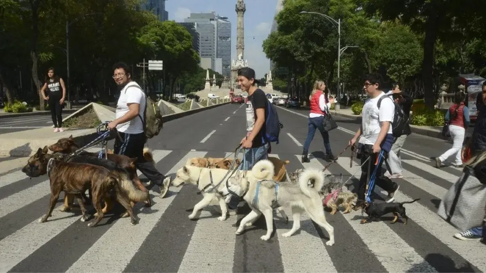 ¿Cuánto tienes que pagar de multa por no recoger las heces de tu perro en CDMX?