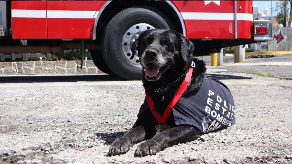 Gobierno de Puebla realiza ceremonia en honor a “Dana”, agente canina rescatista de bomberos