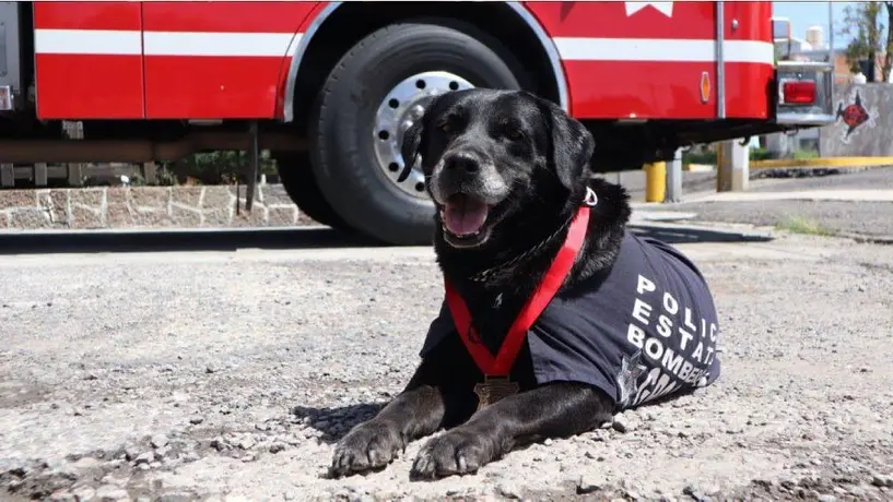 Gobierno de Puebla realiza ceremonia en honor a “Dana”, agente canina rescatista de bomberos