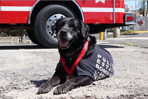 Gobierno de Puebla realiza ceremonia en honor a “Dana”, agente canina rescatista de bomberos