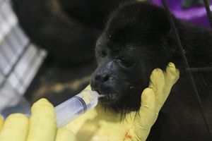 Revelan las causas de la muerte de monos en Chiapas, Tabasco y Veracruz