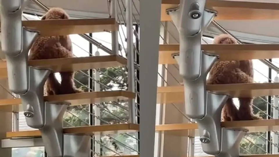 VIDEO: Joven encuentra a su perro sentado como un humano