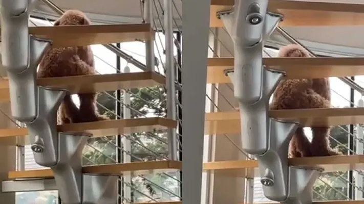 VIDEO: Joven encuentra a su perro sentado como un humano