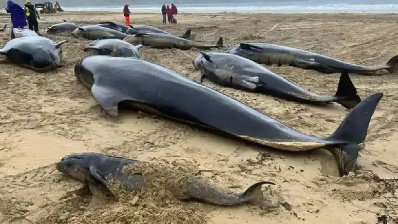 Más de 70 ballenas pilotos quedan varadas en isla de Escocia
