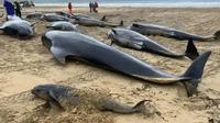 Más de 70 ballenas pilotos quedan varadas en isla de Escocia