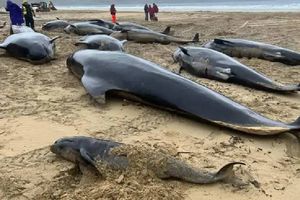 Más de 70 ballenas pilotos quedan varadas en isla de Escocia