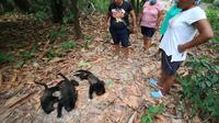 Semarnat toma medidas para investigar la muerte de primates en los estados de Tabasco y Chiapas