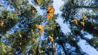 Mariposa Monarca: México, EE.UU. y Canadá implementarán medidas urgentes para protegerla