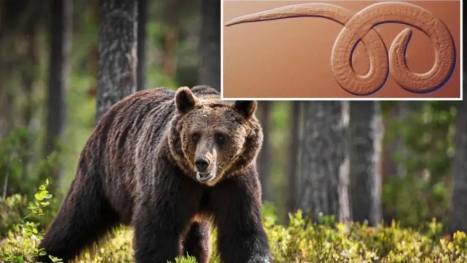 Familia contrae gusanos cerebrales después de comer carne de oso