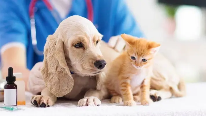 ¡Esterilizaciones y vacunas gratis para tus mascotas! Hay una nueva clínica veterinaria gratuita en CDMX