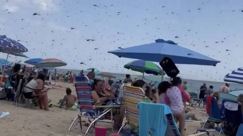 VIDEO: Libélulas gigantes invaden playa y se vuelve viral