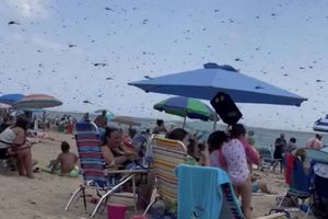VIDEO: Libélulas gigantes invaden playa y se vuelve viral
