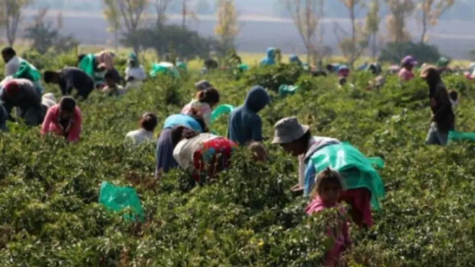 En Italia, liberan a decenas de trabajadores indios que los tenían como esclavos