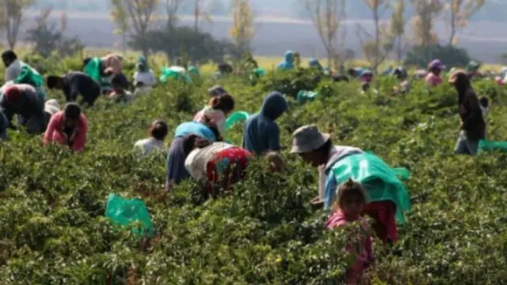 En Italia, liberan a decenas de trabajadores indios que los tenían como esclavos