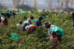 En Italia, liberan a decenas de trabajadores indios que los tenían como esclavos