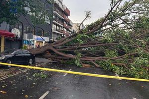 Árbol cae sobre vehículo en Avenida Universidad de CDMX
