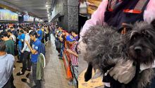 Metro CDMX: Perritos causan retrasos de horas en la Línea 3