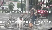 VIDEO: Captan a paseador de perros dándole cerveza a una mascota