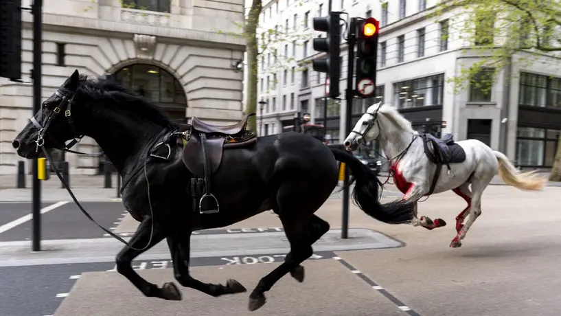 ¿Qué pasó con los caballos que causaron caos en Londres? Te contamos lo que sabemos