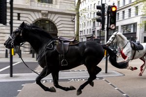 ¿Qué pasó con los caballos que causaron caos en Londres? Te contamos lo que sabemos