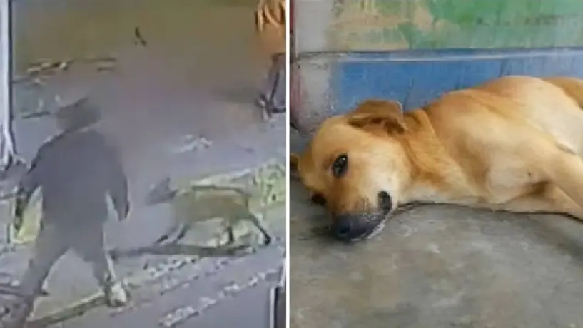 VIDEO: Perrito se vuelve viral en redes sociales tras defender a empleada de un asalto
