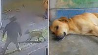 VIDEO: Perrito se vuelve viral en redes sociales tras defender a empleada de un asalto