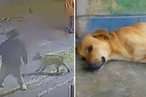 VIDEO: Perrito se vuelve viral en redes sociales tras defender a empleada de un asalto