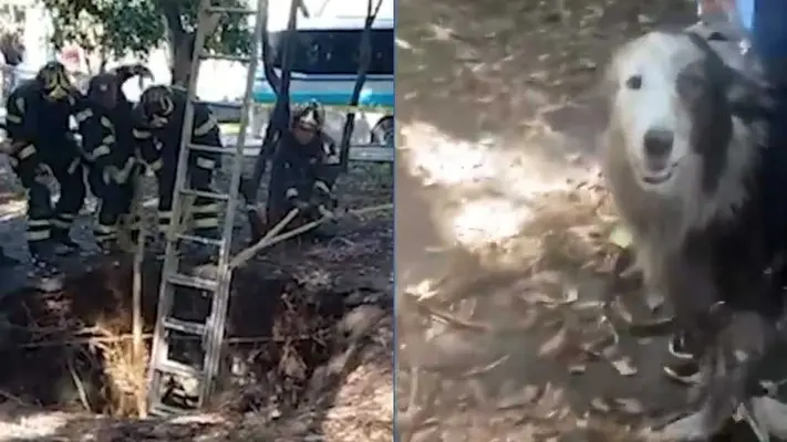 Rescatan a perro que cayó en socavón de tres metros, en parque de la Roma Sur