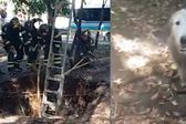 Rescatan a perro que cayó en socavón de tres metros, en parque de la Roma Sur