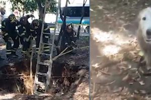 Rescatan a perro que cayó en socavón de tres metros, en parque de la Roma Sur