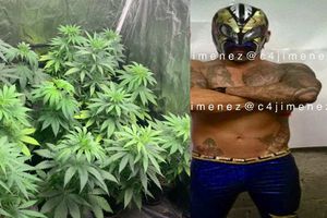 Detienen a luchador profesional y desmantelan narcoinvernadero en la alcaldía Coyoacán