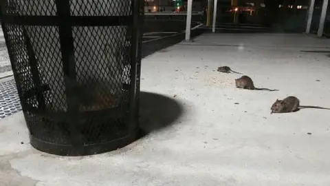 Nueva York convoca "cumbre nacional" para combatir invasión de ratas urbanas