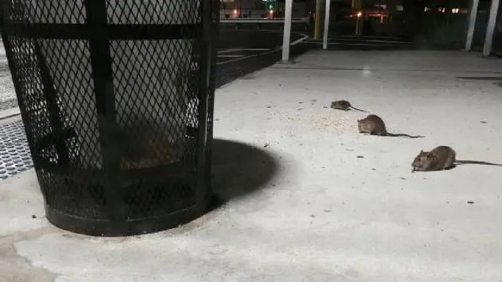 Nueva York convoca "cumbre nacional" para combatir invasión de ratas urbanas