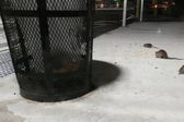 Nueva York convoca "cumbre nacional" para combatir invasión de ratas urbanas