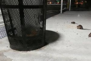 Nueva York convoca "cumbre nacional" para combatir invasión de ratas urbanas