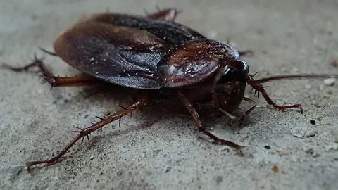 ¡Guácala! Alertan por incremento de súper cucarachas en México