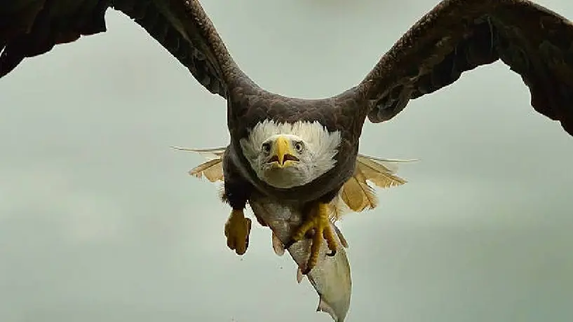Águila muere por altas temperaturas en San Luis Potosí