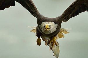 Águila muere por altas temperaturas en San Luis Potosí