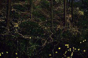 ¿Cuándo es el Festival de las luciérnagas 2024 en Edomex? Aquí te lo decimos