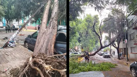 Fuertes vientos y lluvias no refrescan a la CDMX… ¡pero tiran árboles!
