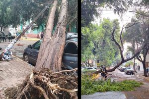 Fuertes vientos y lluvias no refrescan a la CDMX… ¡pero tiran árboles!