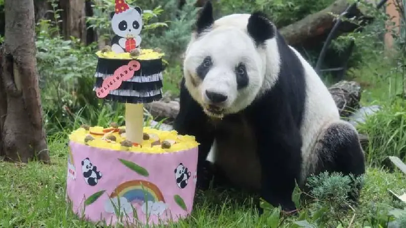 La Panda gigante "Xin Xin" del Zoológico de Chapultepec cumple 34 años